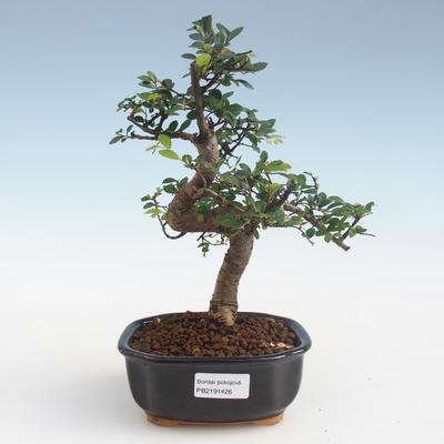 Kryty bonsai - Ulmus parvifolia - Wiąz mały liść PB2191426 - 1