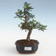 Kryty bonsai - Ulmus parvifolia - Wiąz mały liść PB2191426 - 1/3