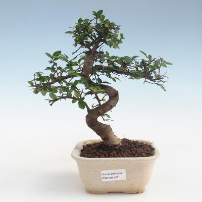 Kryty bonsai - Ulmus parvifolia - Wiąz mały liść PB2191427 - 1