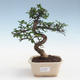 Kryty bonsai - Ulmus parvifolia - Wiąz mały liść PB2191427 - 1/3