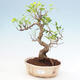 Kryty bonsai - Ficus kimmen - fikus drobnolistny - 1/2