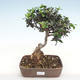 Kryte bonsai - Olea europaea sylvestris - Europejska oliwa z małych liści - 1/3