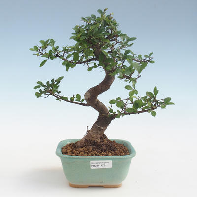 Kryty bonsai - Ulmus parvifolia - Wiąz mały liść PB2191429 - 1