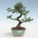 Kryty bonsai - Ulmus parvifolia - Wiąz mały liść PB2191429 - 1/3