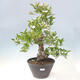 Outdoor bonsai - głóg - Crataegus cuneata - 1/6