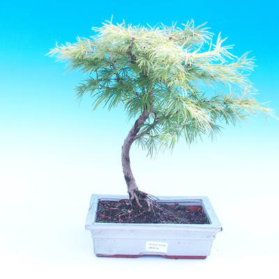 Outdoor bonsai - Pamodřín - Pseudolarix amabis - 1