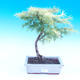 Outdoor bonsai - Pamodřín - Pseudolarix amabis - 1/3
