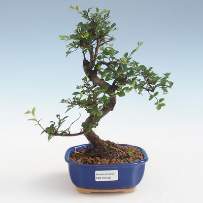 Kryty bonsai - Ulmus parvifolia - Wiąz mały liść PB2191430 - 1