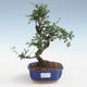 Kryty bonsai - Ulmus parvifolia - Wiąz mały liść PB2191430 - 1/3