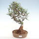Kryte bonsai - Olea europaea sylvestris - Europejska oliwa z małych liści - 1/4