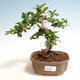 Bonsai do wnętrz - Carmona macrophylla - Herbata Fuki - 1/5