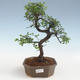 Kryty bonsai - Ulmus parvifolia - Wiąz liściasty 2191433 - 1/3