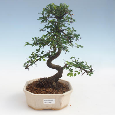 Kryty bonsai - Ulmus parvifolia - Wiąz liściasty 2191434 - 1