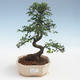 Kryty bonsai - Ulmus parvifolia - Wiąz liściasty 2191434 - 1/3