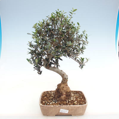 Kryte bonsai - Olea europaea sylvestris - Europejska oliwa z małych liści - 1