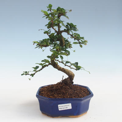 bonsai pokój - Carmona macrophylla - Tea Fuki PB2191436 - 1