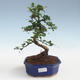 bonsai pokój - Carmona macrophylla - Tea Fuki PB2191436 - 1/5
