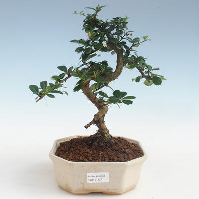 Kryty bonsai - Carmona macrophylla - Tea fuki PB2191437 - 1