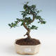 Kryty bonsai - Carmona macrophylla - Tea fuki PB2191437 - 1/5