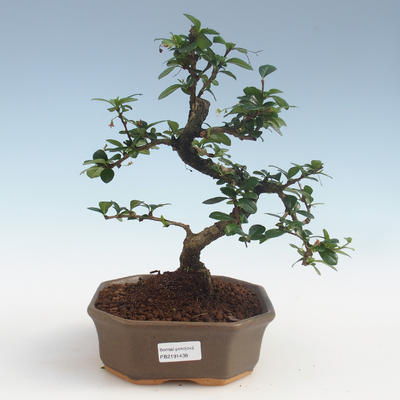 bonsai pokój - Carmona macrophylla - Tea Fuki PB2191438 - 1