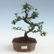 bonsai pokój - Carmona macrophylla - Tea Fuki PB2191438 - 1/5