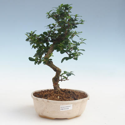 Kryty bonsai - Carmona macrophylla - Tea fuki PB2191439 - 1
