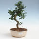 Kryty bonsai - Carmona macrophylla - Tea fuki PB2191439 - 1/5