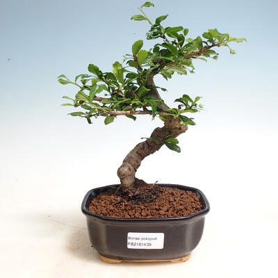 Bonsai do wnętrz - Carmona macrophylla - Herbata Fuki - 1