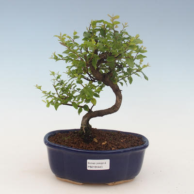 Kryty bonsai - Sagerécie thea - Sagerécie thea 2191443 - 1