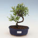 Kryty bonsai - Sagerécie thea - Sagerécie thea 2191443 - 1/4