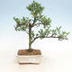 Kryty bonsai - Ilex crenata - Holly - 1/3