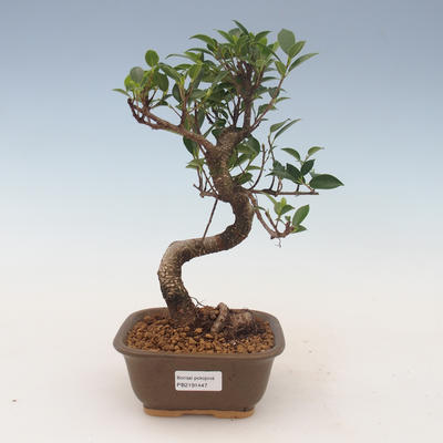 Kryty bonsai - kimono Ficus - figowiec 2191447