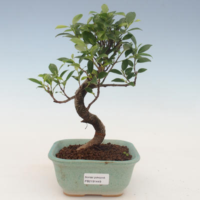 bonsai pokój - ficus kimmen - malolistý ficus 2191449