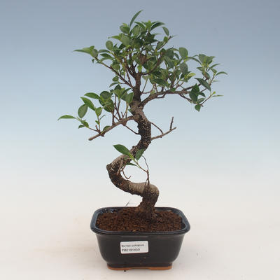 bonsai pokój - ficus kimmen - malolistý ficus 2191450