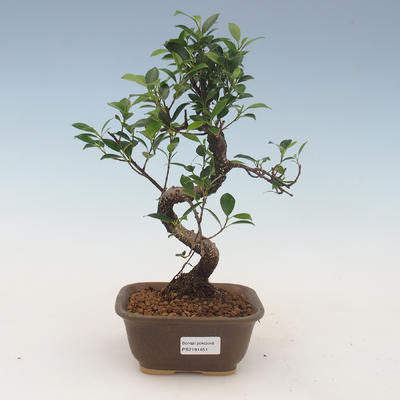 Kryty bonsai - kimono Ficus - figowiec 2191451