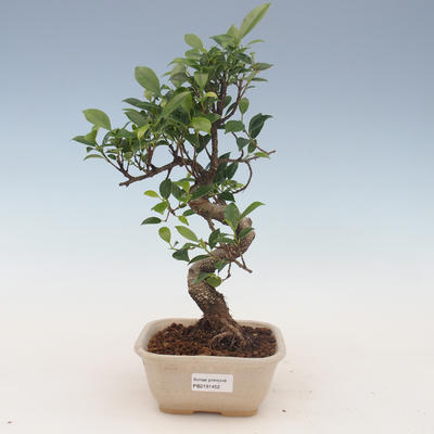 bonsai pokój - ficus kimmen - malolistý ficus 2191452