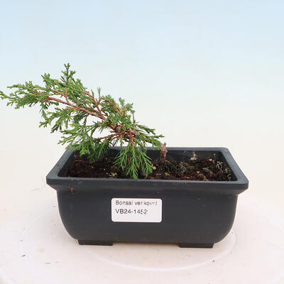 Bonsai zewnętrzne - Juniperus chinensis ITOIGAWA - Jałowiec chiński