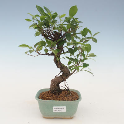 bonsai pokój - ficus kimmen - malolistý ficus 2191453