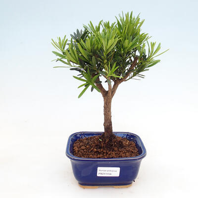 Kryty bonsai - Podocarpus - Kamienny tys
