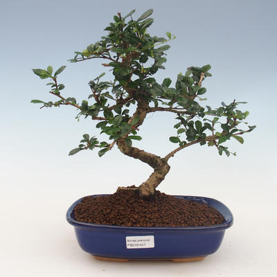 bonsai pokój - Carmona macrophylla - Tea Fuki 2191457 - 1