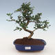 bonsai pokój - Carmona macrophylla - Tea Fuki 2191457 - 1/5