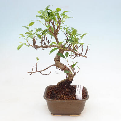 Kryty bonsai - Ficus kimmen - fikus drobnolistny