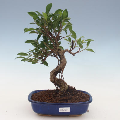 Kryty bonsai - Ficus retusa - ficus z małych liści 2191460 - 1