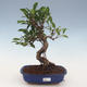 Kryty bonsai - Ficus retusa - ficus z małych liści 2191460 - 1/2