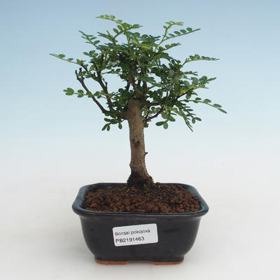 Kryty bonsai - Zantoxylum piperitum - Drzewo pieprzowe PB2191463 - 1