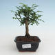 Kryty bonsai - Zantoxylum piperitum - Drzewo pieprzowe PB2191463 - 1/4