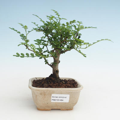 Kryty bonsai - Zantoxylum piperitum - Drzewo pieprzowe PB2191464 - 1