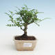 Kryty bonsai - Zantoxylum piperitum - Drzewo pieprzowe PB2191464 - 1/4