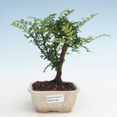 Kryty bonsai - Zantoxylum piperitum - Drzewo pieprzowe PB2191465 - 1