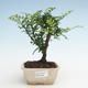 Kryty bonsai - Zantoxylum piperitum - Drzewo pieprzowe PB2191465 - 1/4